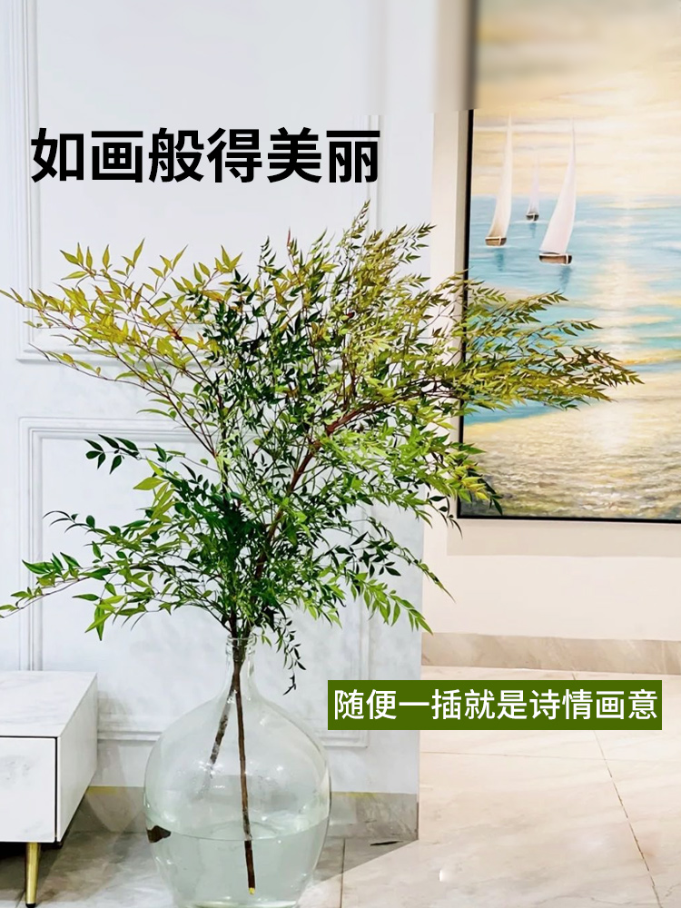 年宵花南天竹水培绿植火焰红水养盆栽室内花卉鲜切枝吊钟马醉木花 - 图1