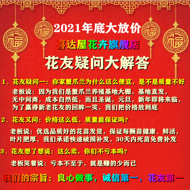 蟹爪兰盆栽带花苞带盆多色重瓣新品花卉植物室内螃蟹抓花四季开花 - 图1