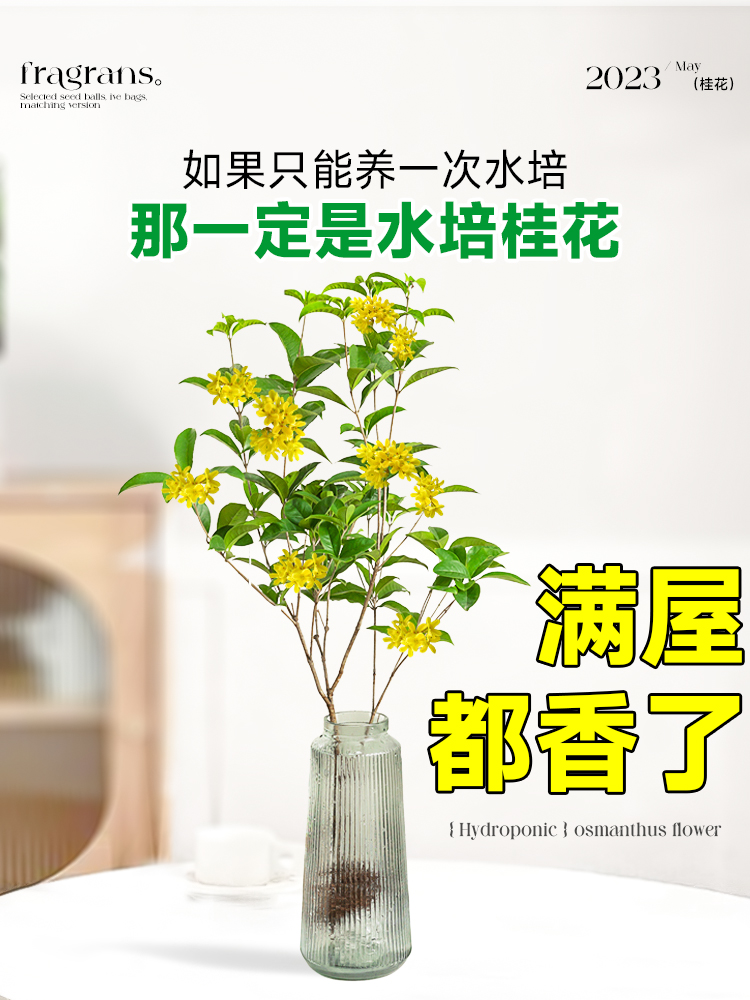 水培四季桂花树苗水养植物室内中式吊钟鲜切好养绿植盆栽浓香花卉 - 图2