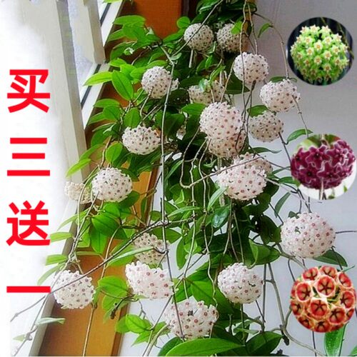 球兰盆栽绿植带花大苗四季开花卉室内爬藤绿叶心叶球兰植物吊兰卷 - 图0