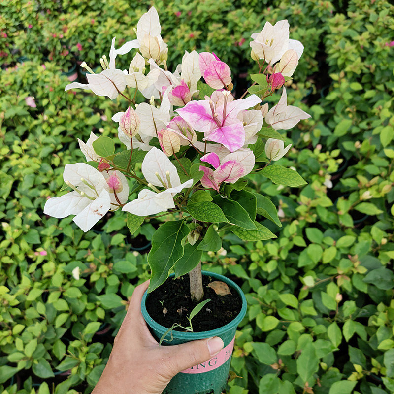 三角梅盆栽带花发货绿樱四季开花新品种重瓣红爬藤老桩苗漳红樱,淘宝优惠券,粉丝福利购,淘宝优惠卷