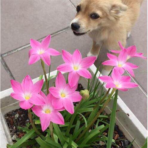 四季风雨兰韭兰花韭菜莲葱兰花苗石蒜花球根鲜花卉绿植盆栽种球根-图0