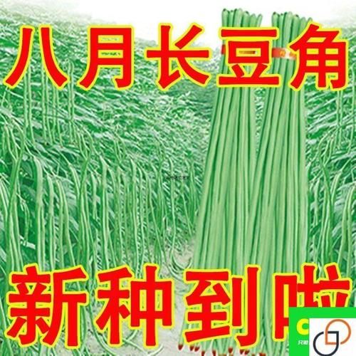 三尺特长豆角种子无筋高产豇豆四季早熟蔬菜种子抗虫抗病高产易种