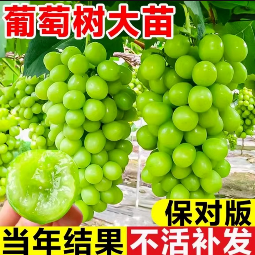 重庆葡萄树苖阳光玫瑰蓝宝石盆栽地栽南北方种植老桩爬藤当年结果 - 图2