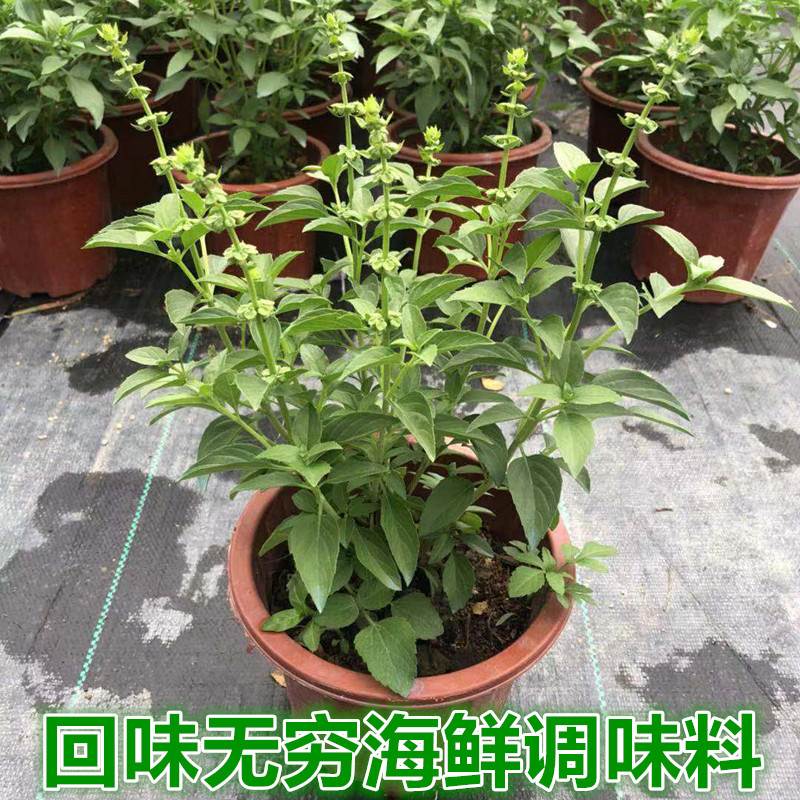 可食用九层塔潮汕金不换苗薄荷盆栽罗勒叶新鲜香料植物调味绿植苗 - 图2