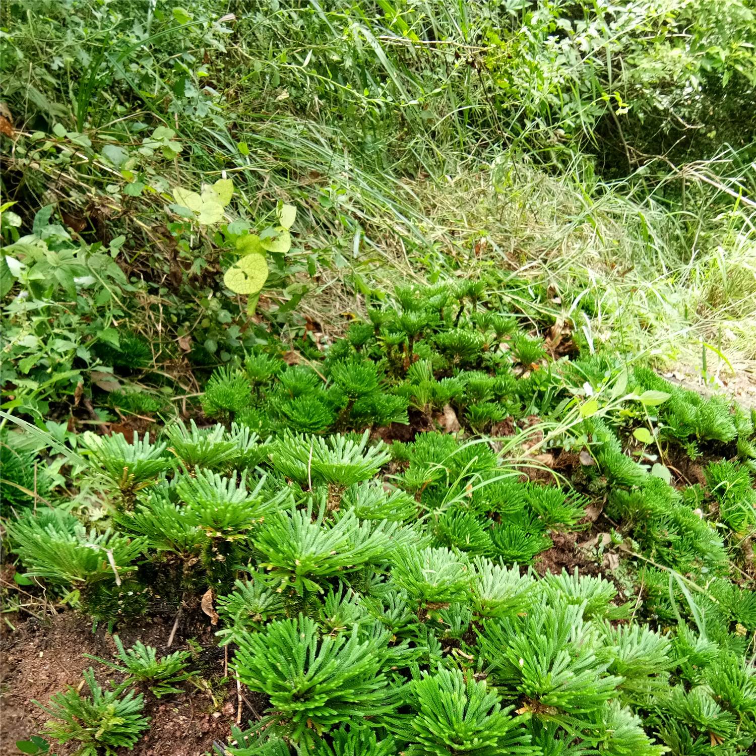 九死还魂草卷柏 见水还阳复活草 庭院室外阳台盆景盆栽绿植园艺草 - 图2