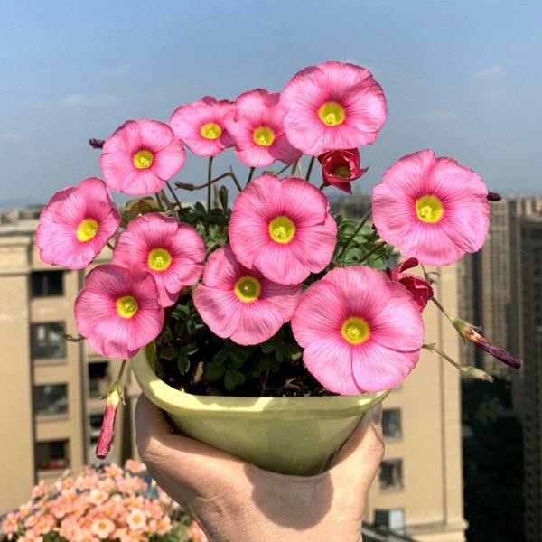 现货 Oxalis obtusa apricot cream杏仁奶油秋植酢浆草种球-图1