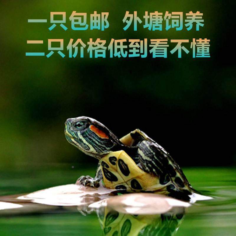 巴西龟大乌龟活物家养好养小型乌龟活体观赏宠物龟水龟情侣龟龟苗,淘宝优惠券,粉丝福利购,淘宝优惠卷
