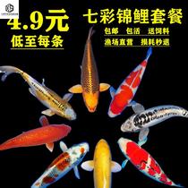 Brocade Carp Live Ornamental Fish Live Fish Small Easy To Raise Cold Water Freshwater Fish Fry Brocade Carp Golden Carp