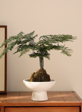 日式简约陶瓷花盆高级桌面