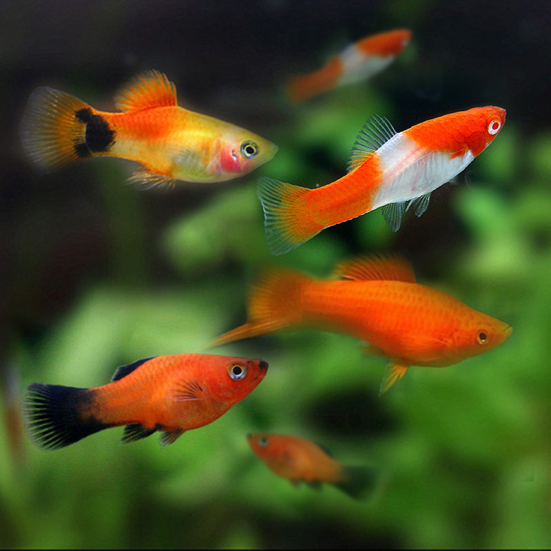 玛丽鱼皮球鱼红箭红玛丽米奇牡丹红白剑除油膜鱼胎生鱼热带观赏鱼 泰顺家居专营店 淘优券