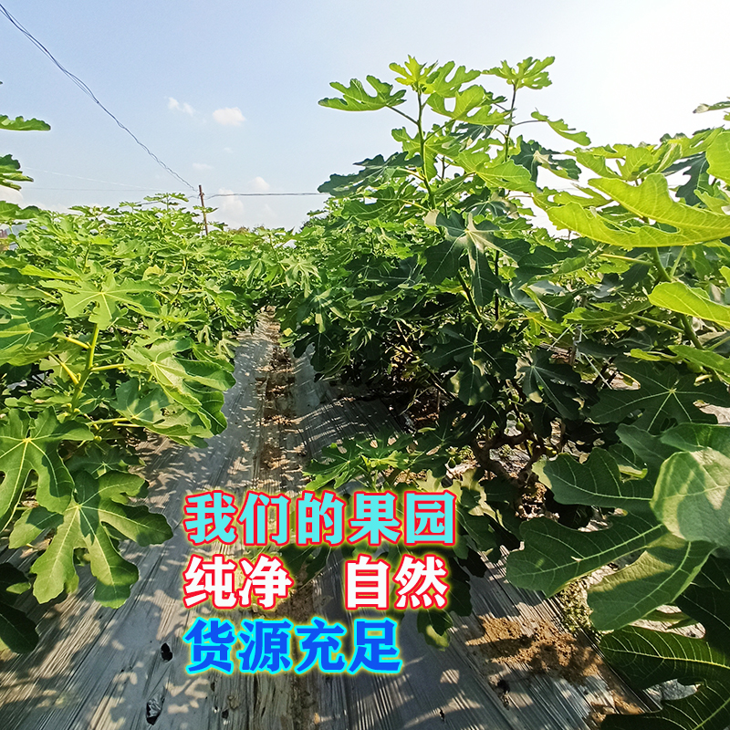 新鲜无花果叶全年现货现摘无花果树叶子枝茎鲜叶非干zhi疮1斤包邮 - 图1