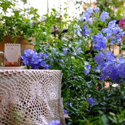 蓝雪花盆栽花苗花期长多季开花耐热好养阳台庭院花卉四季开花爬藤 虎窝淘