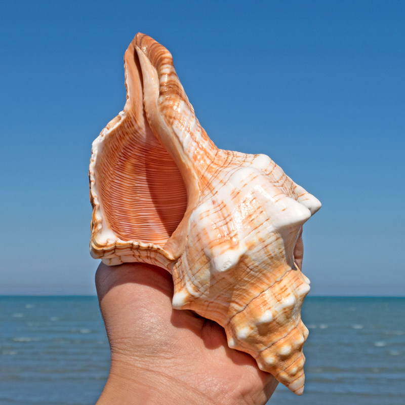 赤旋螺天然超大海螺摆件创意多肉花盆鱼缸水族箱造景羊角螺工艺品