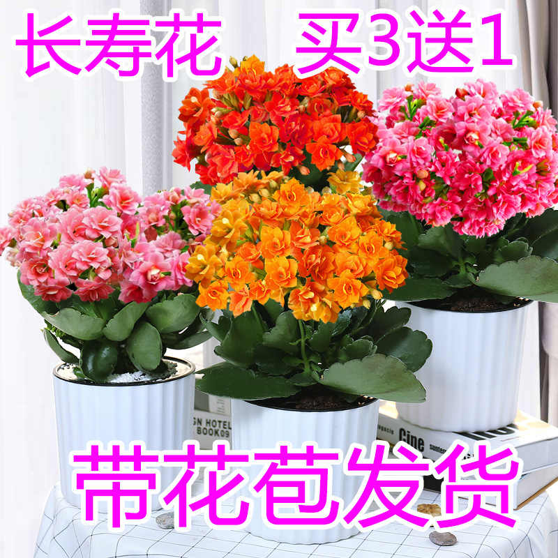 お花が長生きする栄養剤 植物栄養剤 花栄養剤 送料無料 お得なキャンペーンを実施中 送料無料