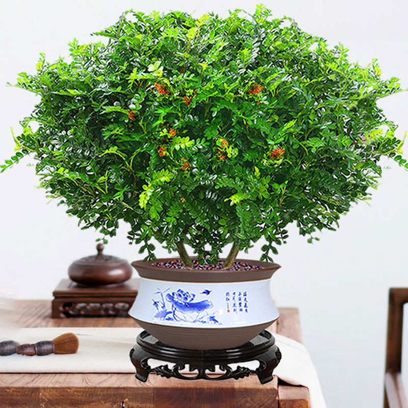 正宗清香木盆栽驱蚊绿植室内四季好养花卉植物九里香树苗老桩盆景