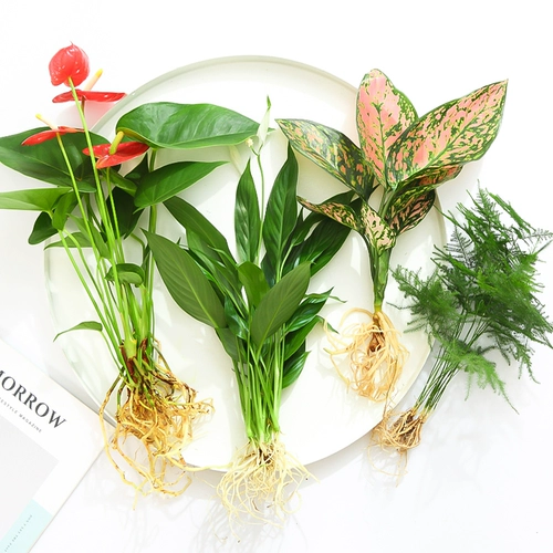 Гидропонное растение зеленые растения Гидравлический гидравлический белый пальмот горшок горшок с бамбуком бамбук зеленый укроп. Четыре сезона богатых воды и богатых.