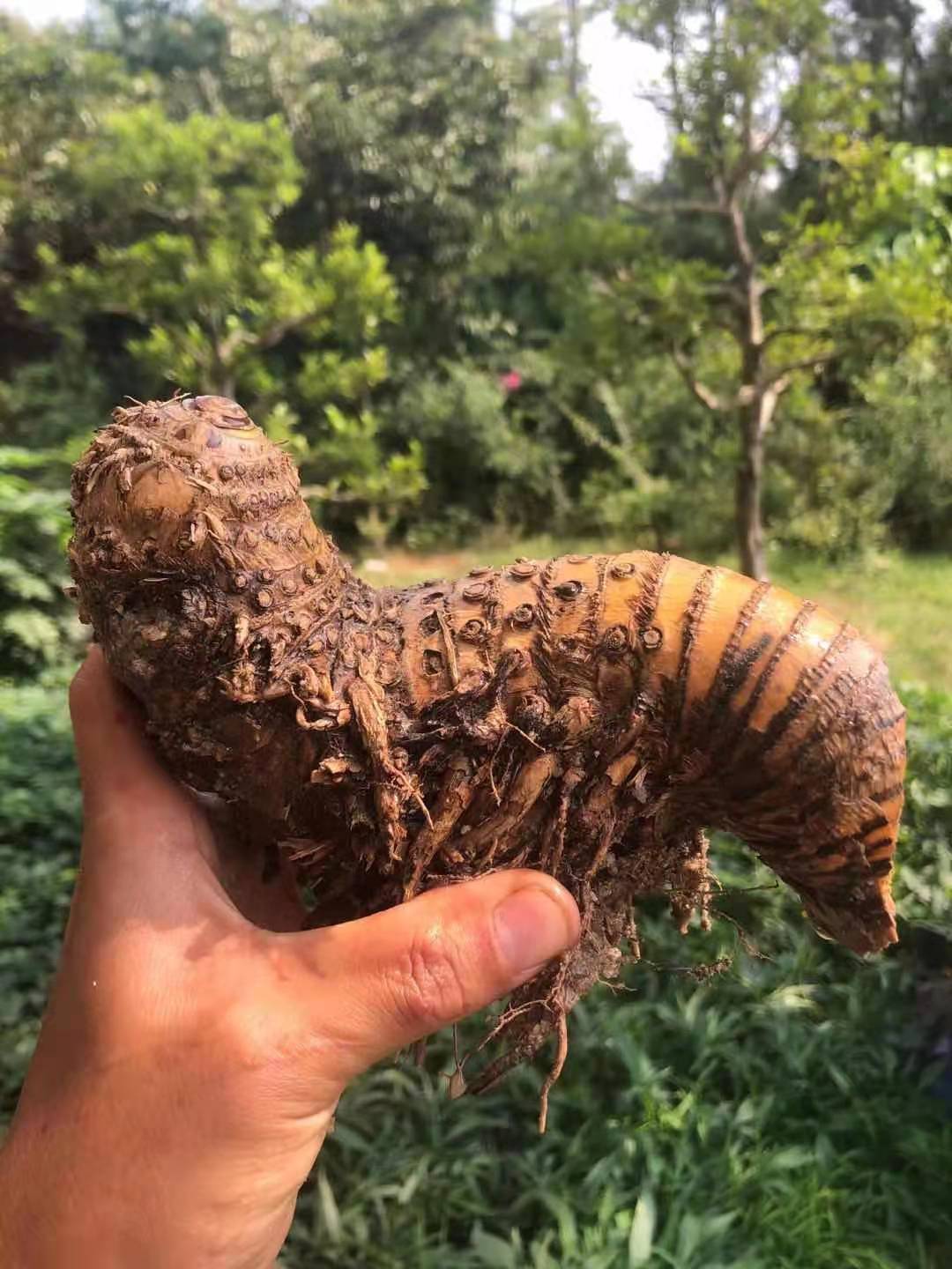 禅意小叶簕竹带芽茶室桌上盆景绿植盆栽庭院观赏竹子耐寒老桩-图3