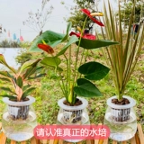 Руйя королева крытая гидропоновая красная горшечная растение