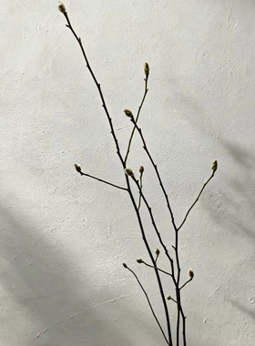 天然玉兰枝干花干树枝家居造景