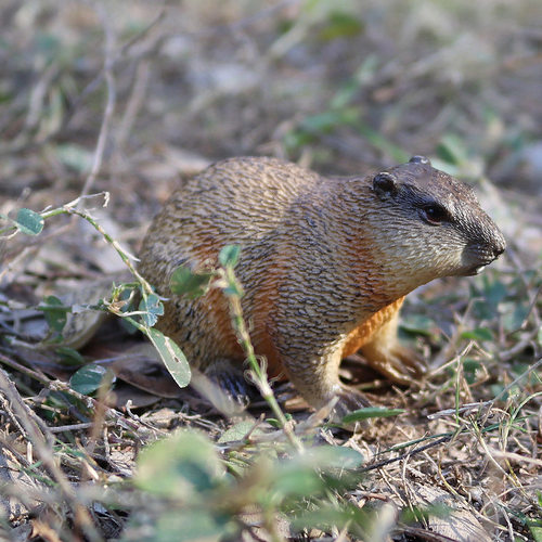 儿童仿真动物模型土拨鼠玩具草地獭雪猪幼儿园认知早教蛋糕摆件 - 图1