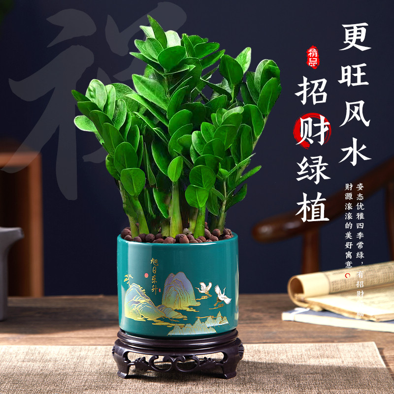 金钱树盆栽客厅大棵摆件圆叶招财旺宅绿植花卉室内水培植物发财树,淘宝优惠券,粉丝福利购,淘宝优惠卷