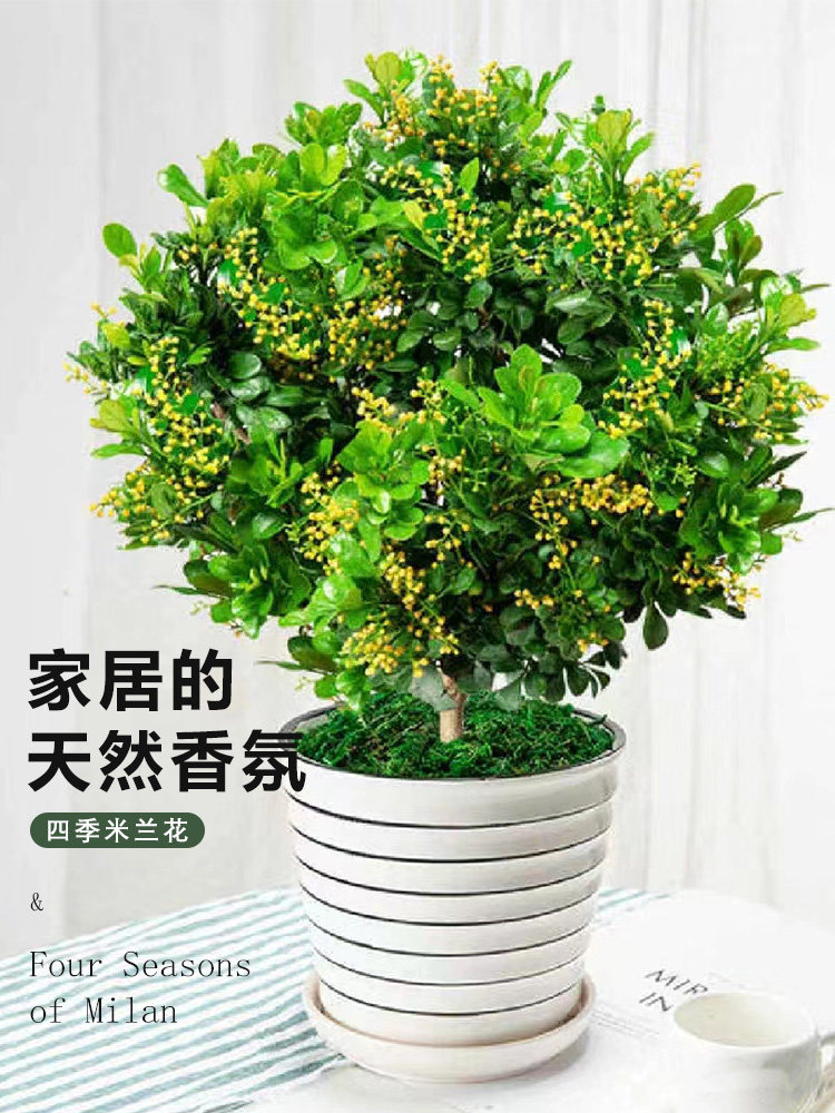  爱你一万年花卉