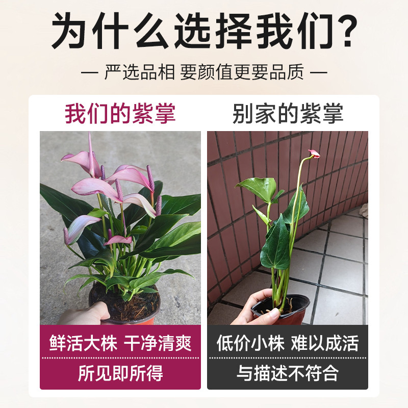 紫掌水培植物盆栽带花香妃齐祖红掌一帆风顺白掌花卉室内好养绿植,淘宝优惠券,粉丝福利购,淘宝优惠卷
