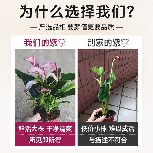 紫掌水培植物盆栽带花香妃齐祖红掌一帆风顺白掌花卉室内好养绿植 - 图1
