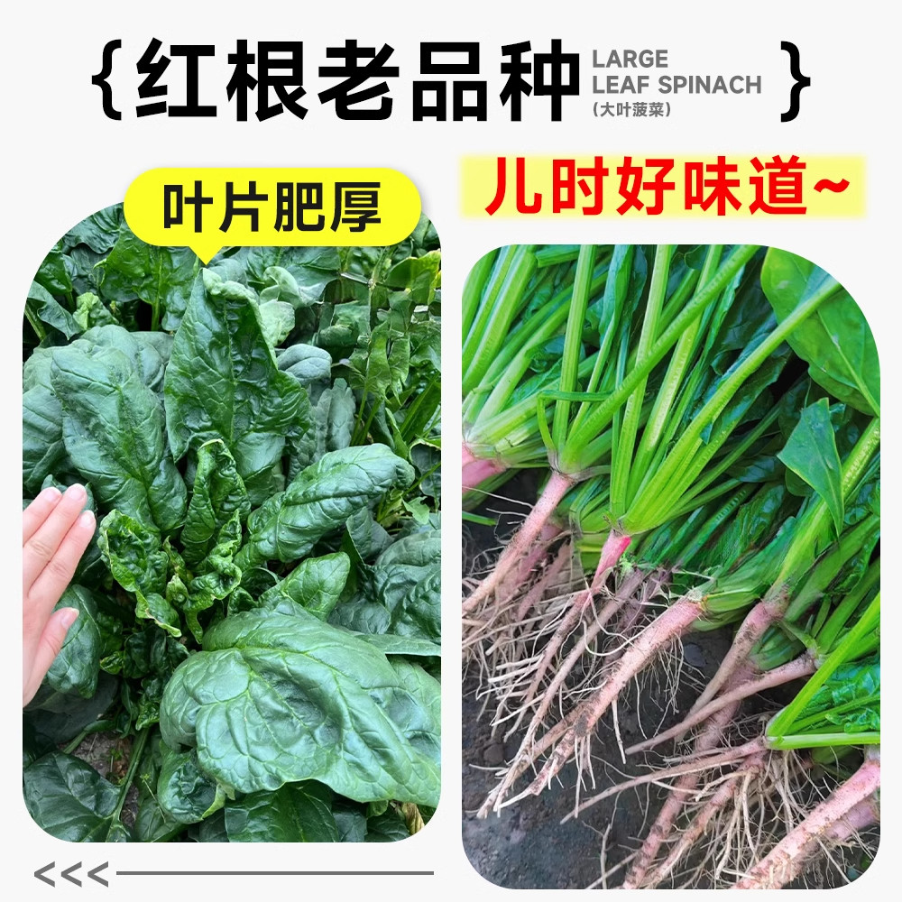 耐寒菠菜籽种子大全秋冬季耐冻蔬菜北方室外阳台种植越冬红根大叶