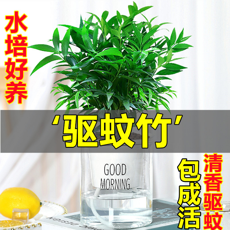 水培植物新宠驱蚊竹柏盆栽富贵竹驱蚊草花卉植物室内绿植水养植物-图0