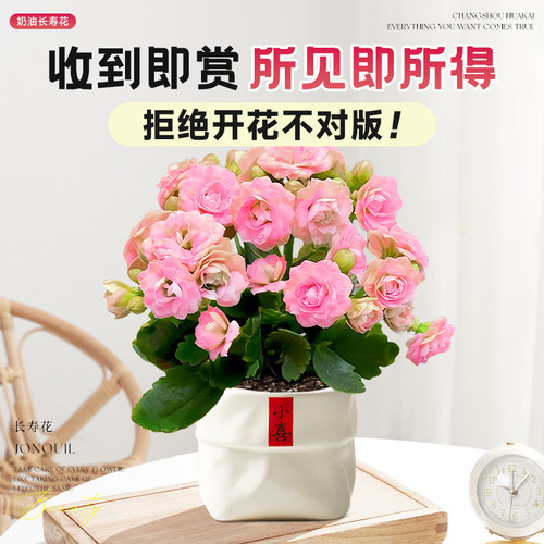 新品长寿花盆栽带花苞四季开花室内花卉绿植办公室桌面重瓣大花苗 - 图3