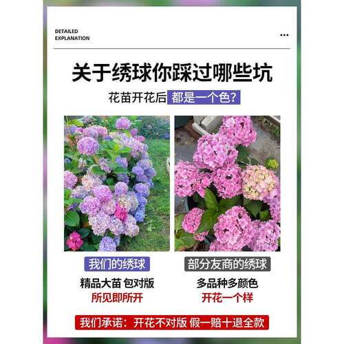 无尽夏绣球花苗盆栽四季花卉三河千鸟阳台庭院室外耐寒耐热万华镜 - 图1
