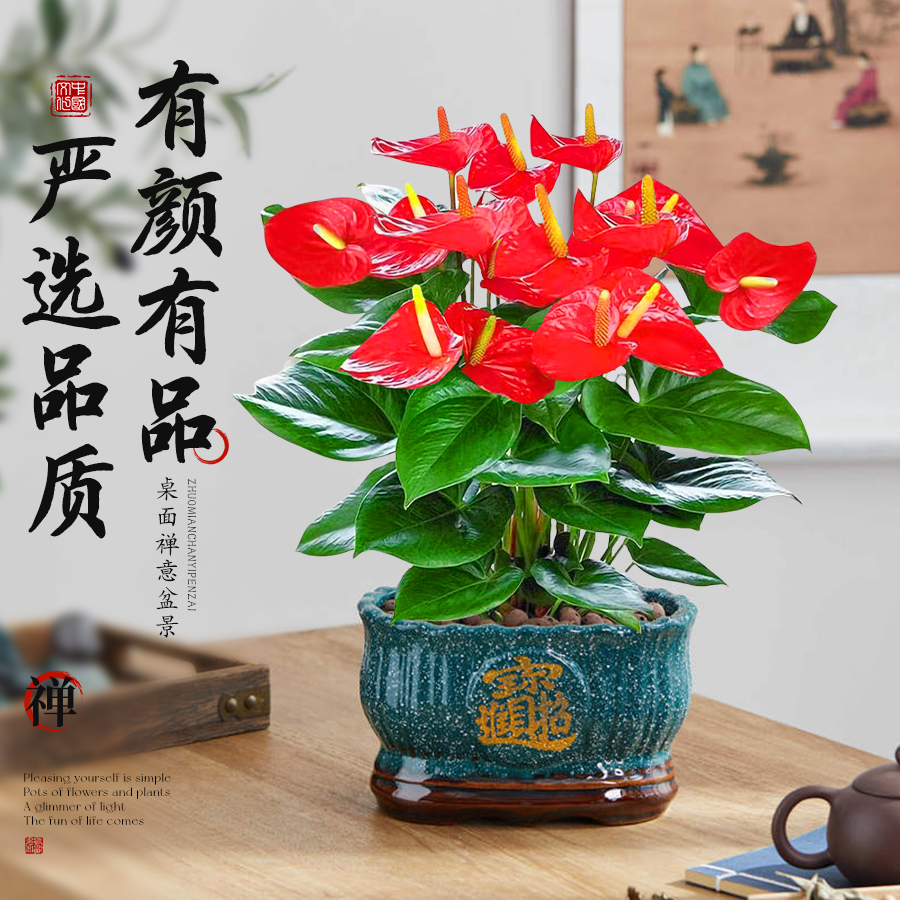 水培红掌盆栽带花特大叶大花办公室内四季多开花卉绿植物桌面盆景