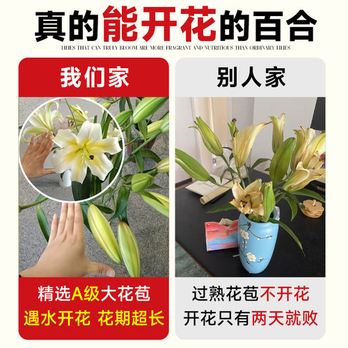 黄天霸百合花黄色香水百合鲜花多头云南基地直发家用情人节养花卉 - 图1