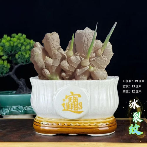 请叫我禄根盆栽带芽灵草好养生姜盆栽植物办公室内桌面小绿植盆景 - 图1