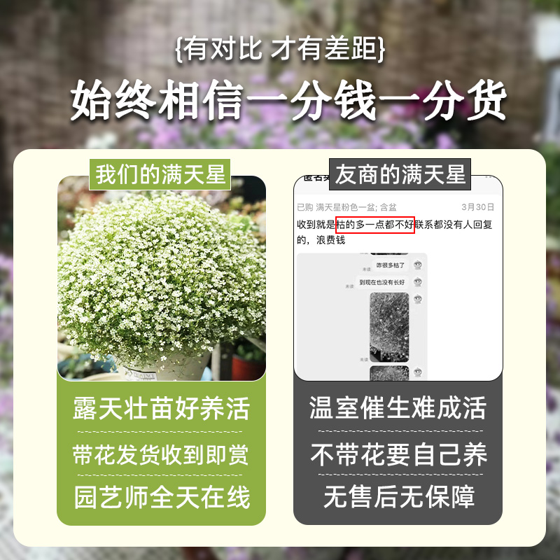 满天星盆栽室内阳台庭院好养花卉植物盆栽四季开花不断带花苞发货