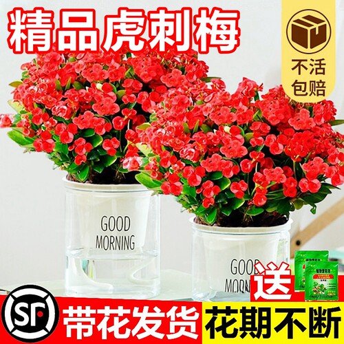 大叶铁海棠盆栽花卉室内盆景绿植四季开花大花虎刺梅阳台花卉植物 - 图2