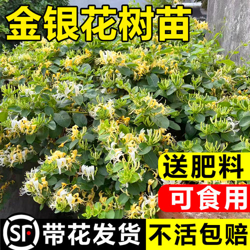 可食用金银花树苗浓香四季开花卉盆栽阳台庭院爬藤植物老桩带花苞 - 图1