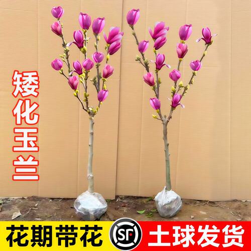 玉兰花树苗带花苞紫玉兰矮化盆栽南北方种植庭院四季花卉耐寒植物 - 图3