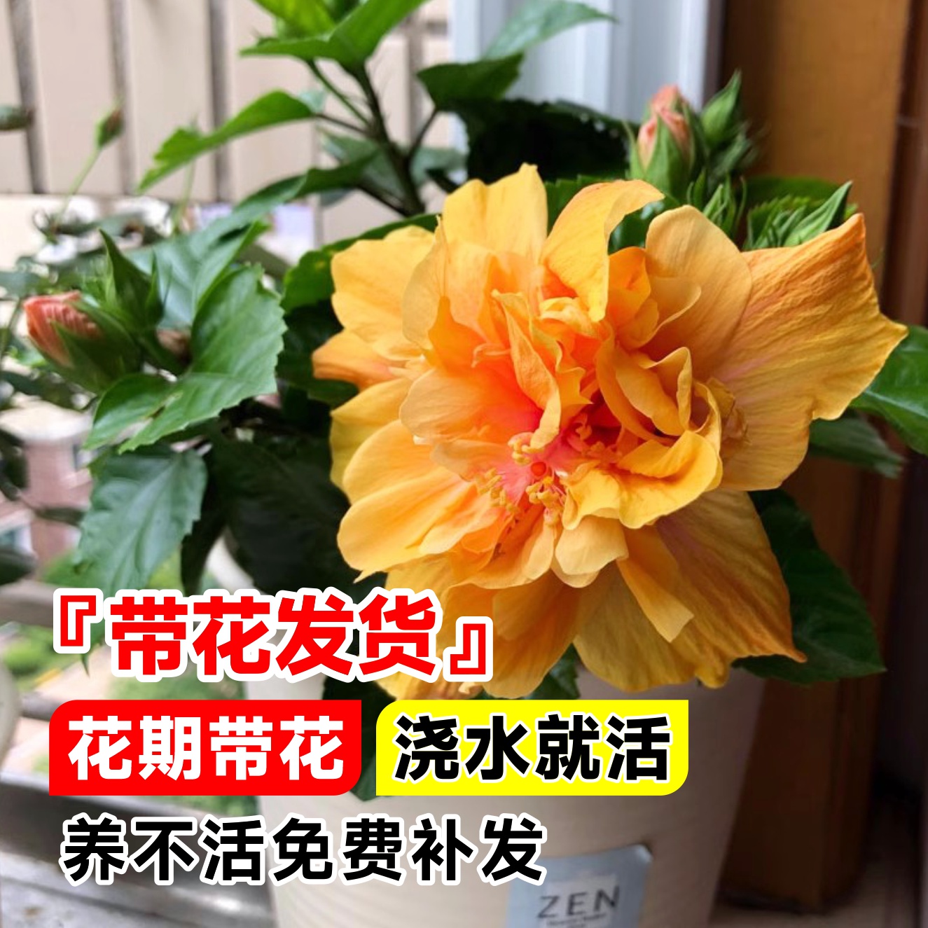 扶桑花盆栽重瓣带花苞红色朱槿牡丹植物室内阳台庭院四季花卉绿植 - 图1