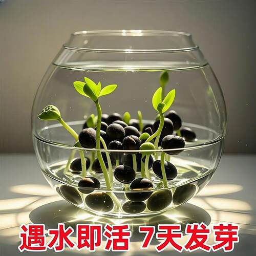 碗莲种子水培植物花卉绿植鱼缸水草植物水养莲子室内四季好养盆栽 - 图2