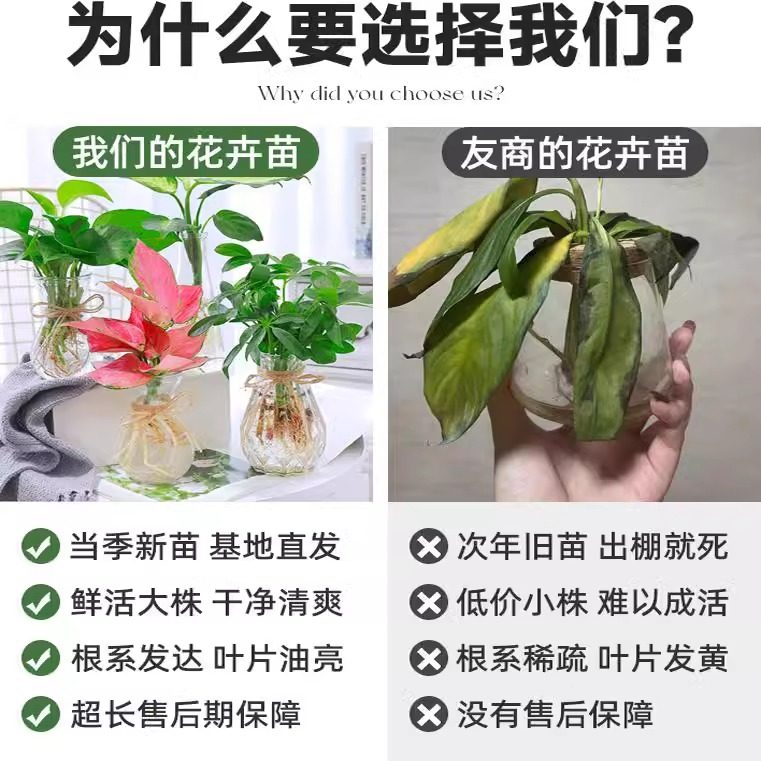 鱼缸水培植物室内好养四季绿植花卉绿萝富贵竹芋白掌和鱼共养水草,淘宝优惠券,粉丝福利购,淘宝优惠卷