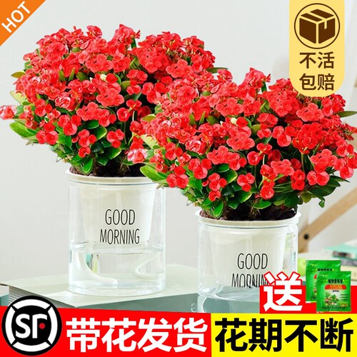 大叶铁海棠盆栽花卉室内盆景绿植四季开花大花虎刺梅阳台花卉植物 - 图1