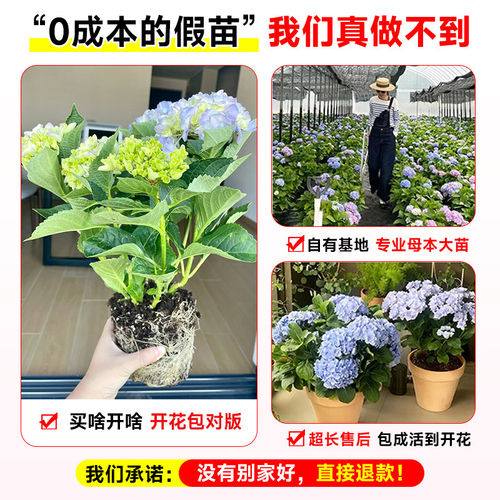 绣球花苗盆栽带花苞四季开花无尽夏老桩庭院室内阳台花卉绿植植物 - 图1