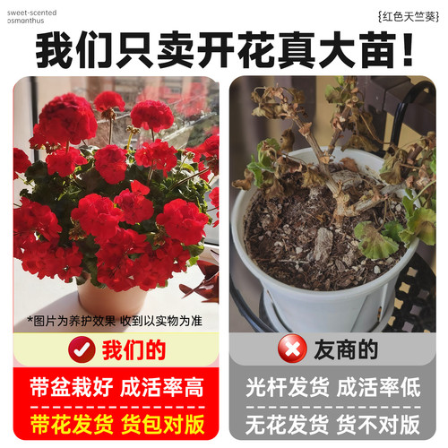 重瓣天竺葵盆栽花苗大花四季花不断洋绣球苗室内阳台好养的开花卉 - 图1