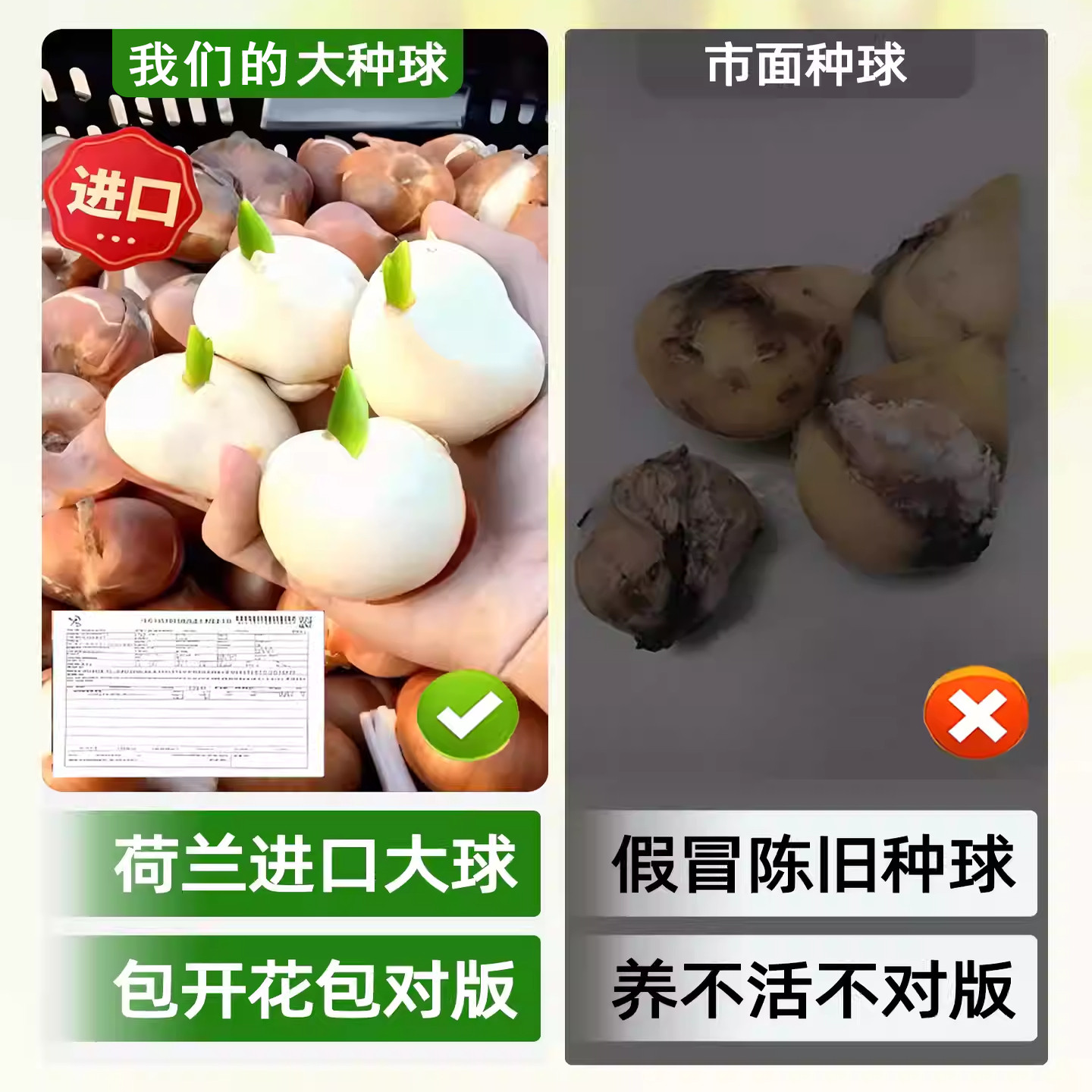 进口郁金香种球水培植物室内阳台盆栽种子水仙花卉好养郁金香球种,淘宝优惠券,粉丝福利购,淘宝优惠卷