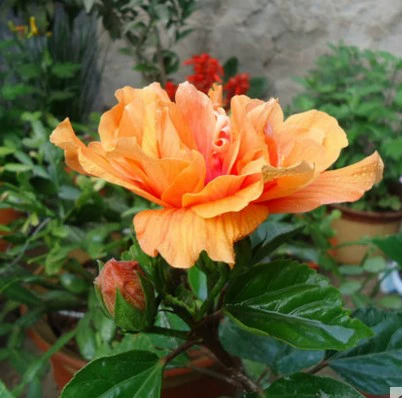 Фусанг цветочный горшок с двойными лепестками с цветочками красные