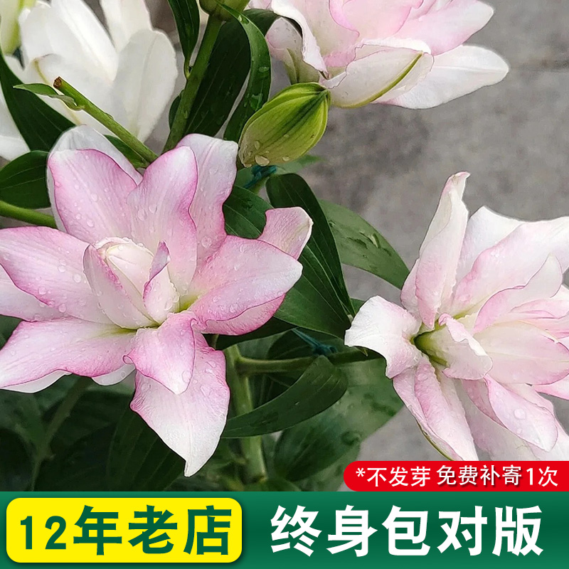 进口重瓣香水百合种球亚洲otla四季盆栽球根苗花卉植物室内花种子 - 图1