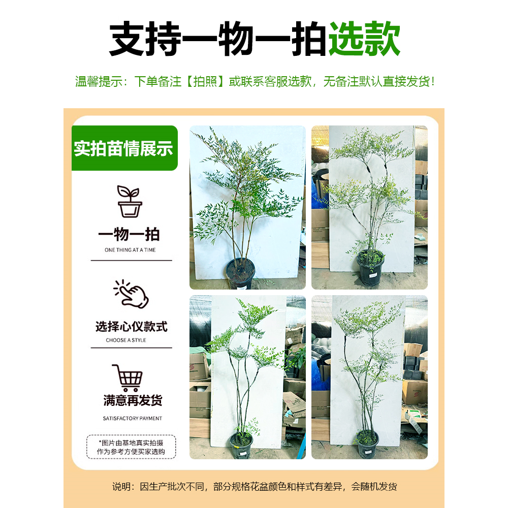 南天竹盆栽客厅真树室内绿植大型植物树苗办公室火焰老桩落地造景,淘宝优惠券,粉丝福利购,淘宝优惠卷